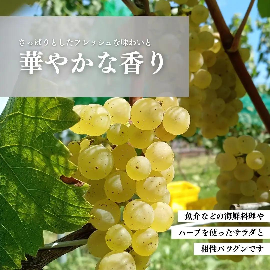 白ワイン＜メテオレ＞ 750ml × 1本 ｜ 白ワイン