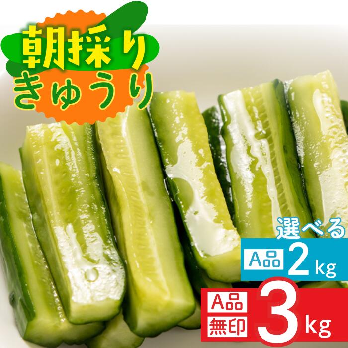 【ふるさと納税】ファーム吉五郎　きゅうり