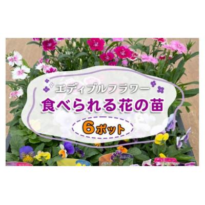 ふるさと納税 伊勢原市 農家直送!加藤さんちのエディブルフラワー 6ポット|鉢植え 観賞用 食用 トッピング
