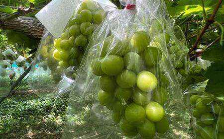 【先行予約（2025年9月より順次発送）】【満足の2～3房】こだわりのシャインマスカット 約1.2kg 山形県産 FSY-2088