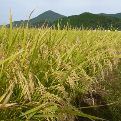 ふるさと納税 神埼市 【令和8年産 新米先行受付】さがびより 玄米 5kg【6ヶ月定期便】農園(H061D38) |  | 01