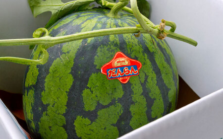 【2026年発送分&nbsp;先行予約】【数量限定】【全3回定期便】 すいか 3種 食べ比べ セット 定期便 計5玉（小玉2 大玉1 黒小玉2） スイカ[AYAB030]