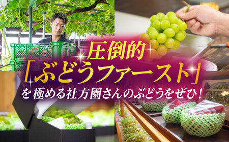 【2026年発送先行予約】ピオーネ or Sブラック 800g（2房）【合同会社 社方園】熊本県産 国産 Sブラックぶどう ピオーネ葡萄 [ZBZ002]