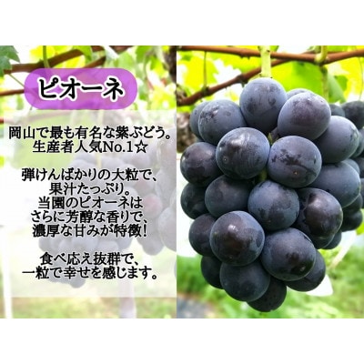 【2025年先行受付】訳あり品フルーツ王国岡山の人気ぶどう　ピオーネ1房500g以上!【配送不可地域：離島】