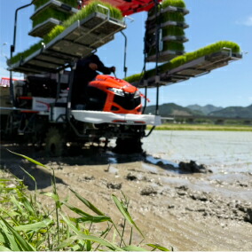 特別栽培米 丹波コシヒカリ 玄米10kg 令和7年産 減農薬 減化学肥料 ブランド米 こしひかり お米 玄米 10キロ 一等米 健康志向 産地直送 お取り寄せ 兵庫県 丹波市