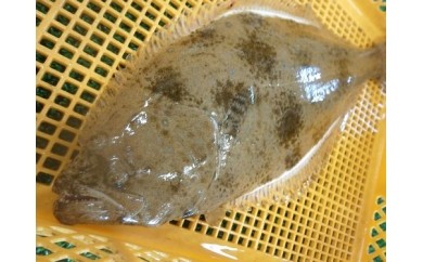 
養殖活魚「真鯛・平目・平政」の切身(ﾌﾞﾛｯｸ)
