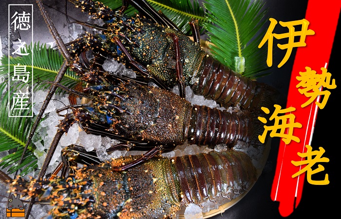 【地魚専門店 鮮魚 魚一さん直送】～徳之島獲れ！伊勢海老～（約1kg）