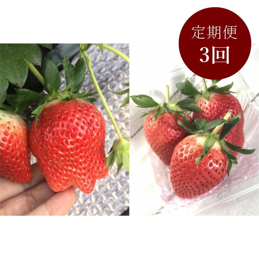 ＜イチゴヤ78％＞贈答規格 食べ比べセット(とちおとめ・やよいひめ280g×各1パック) 定期便3カ月コース【12月下旬～2月下旬お届け】