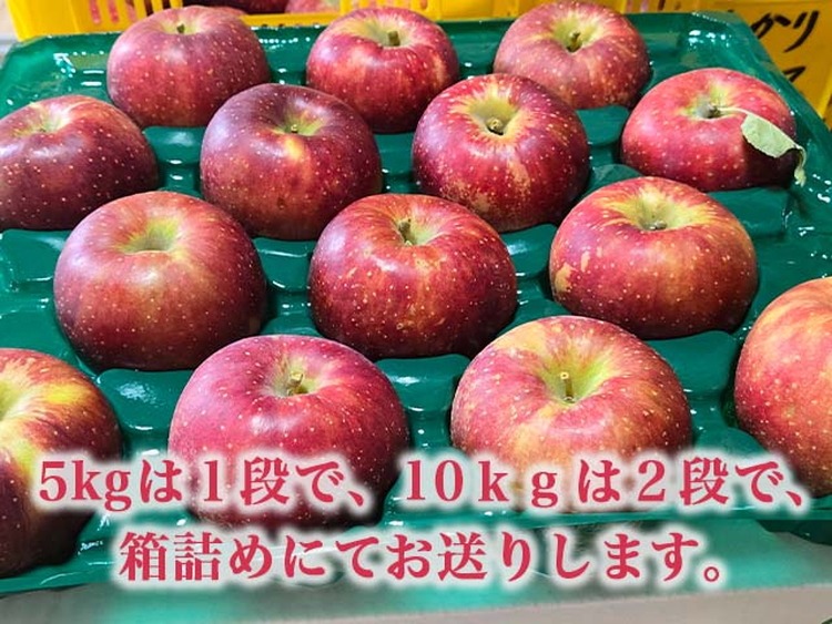 【射水のおいしい果実】【林檎】 よねだ農園の池多りんご サンふじ 10kg大玉（24～32個／箱） ※沖縄・離島への配送不可 ※2025年11月中旬～12月中旬頃に順次発送予定