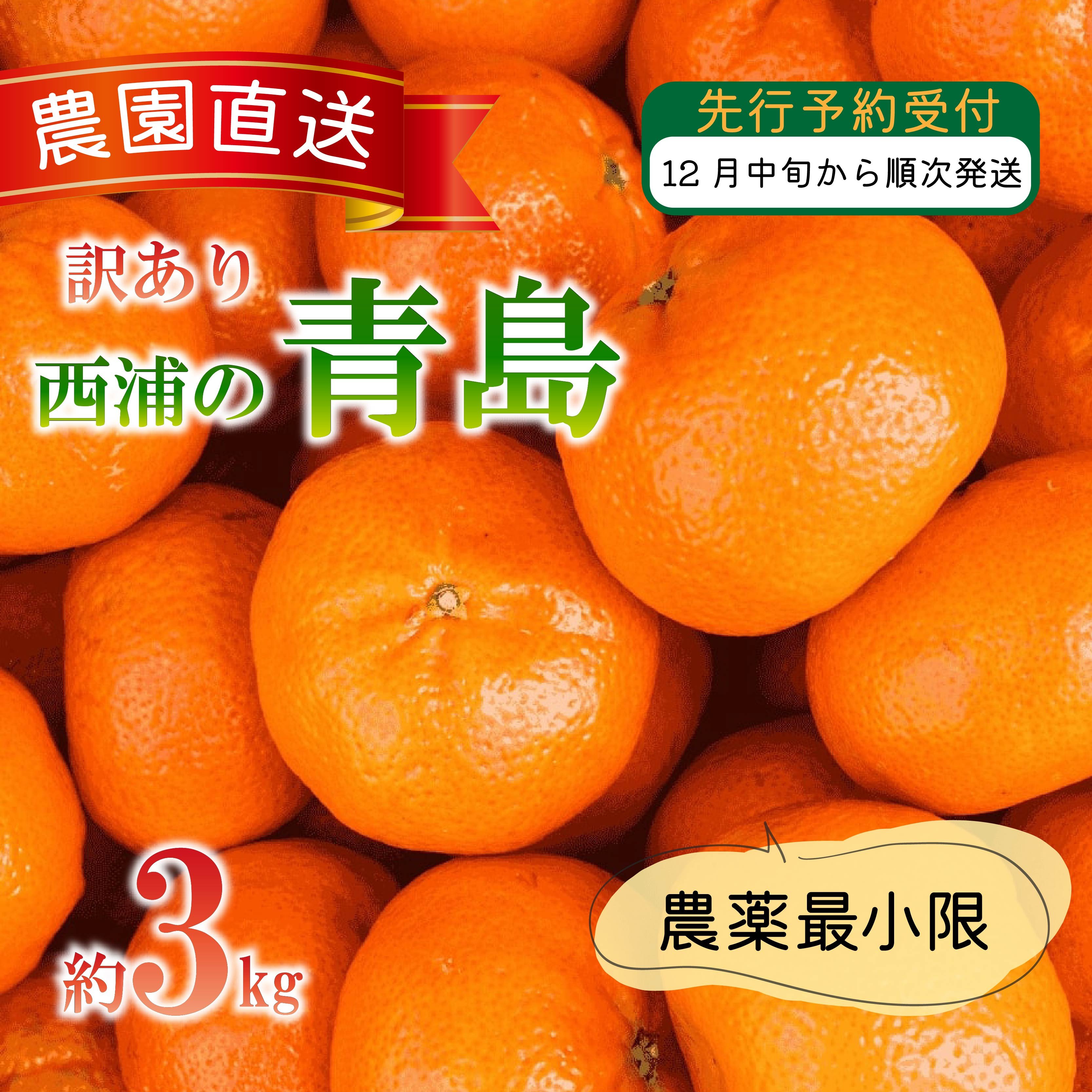 
            訳あり みかん 青島 3kg 西浦 蜜柑 柑橘 オレンジ 木負観光みかん園  ( 数量限定 みかん 果物 みかん フルーツ みかん 柑橘 みかん 国産 ) 
          