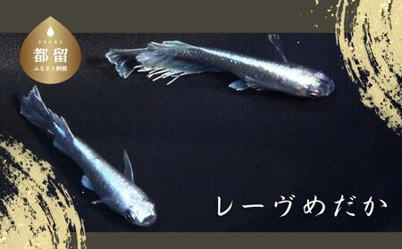 レーヴめだか　(2ペア)　めだか メダカ 魚 レーヴ 山梨 都留市