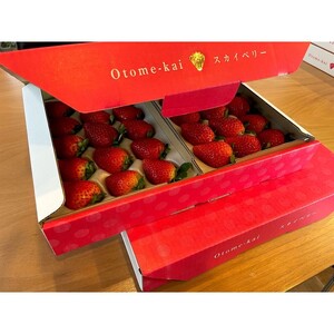 【先行予約】スカイベリー 約390g～430g×4パック | いちご 栃木 スカイベリー 大粒 大きい いちご 苺 イチゴ 栃木 果物 甘い 評判 鮮度 抜群 好評 人気 アレンジ アフター対応あり※