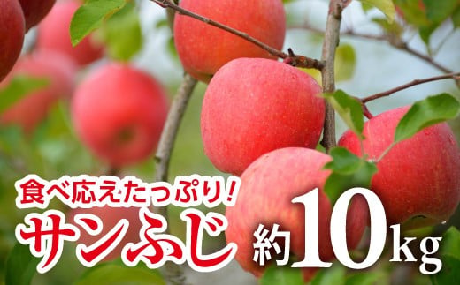 【令和8年産先行予約】 JA りんご 「サンふじ」 約10kg (28～40玉 秀) 《令和8年11月中旬～12月中旬発送》 『JA山形おきたま』 林檎 リンゴ 果物 フルーツ 山形県 南陽市 [720-R8]