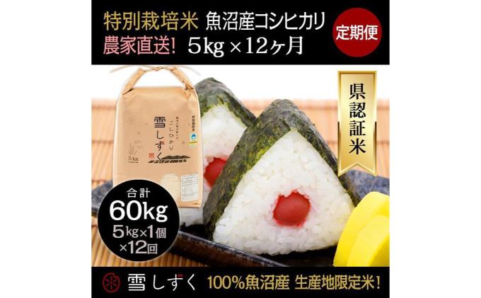 【令和6年産】定期便！農家直送！県認証特別栽培魚沼産コシヒカリ【合計60kg】毎月5kg×12回