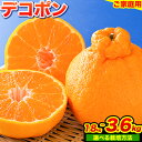 みかん 好き必見 ご家庭用 デコポン 生産量日本一 熊本 県産 約 3.6kg （約9‐18玉前後） 柑橘 個別光センサー選果 柑橘 フルーツ 旬 不知火 でこぽん ご家庭用 早期予約 《2024年1月下旬-4月末頃出荷》