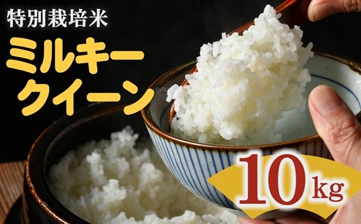 ミルキークイーン＜特別栽培米＞精米 10㎏（減農薬 有機肥料 お米 米 おこめ こめ 白米 みるきーくいーん）【002310B】