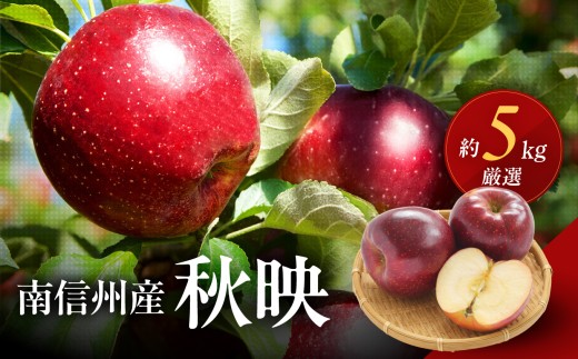 長野県産 りんご 秋映 約5kg 【2026年9月下旬～10月下旬発送】 | りんご リンゴ 林檎 秋映 果物 くだもの フルーツ 新鮮 長野県 信州 南信州 飯田