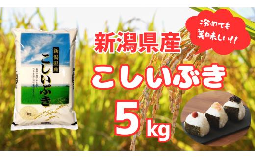 【令和7年産】新潟産 こしいぶき 5kg 白米 精米 1N16014