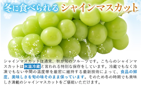 冷蔵 シャインマスカット 2房【配送不可地域あり】
