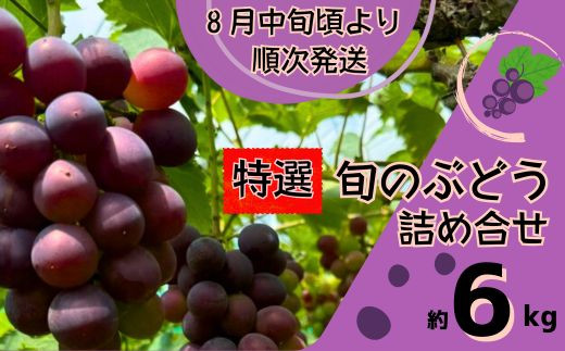 
                  Y5　特選　ぶどう の 詰合せ　約 6㎏　【 ブドウ 葡萄 詰め合わせ セット 贈答 藤稔 紫玉 ピオーネ シャインマスカット ギフト 自宅用 】
                