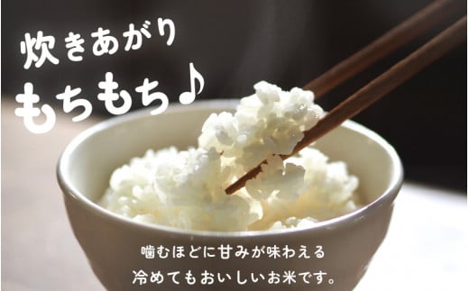 【新米・先行予約】定期便≪3ヶ月連続お届け≫ 数量・期間限定！お米 こしひかり 5kg×3回（計15kg）（精米）令和7年 福井県産 炊きたての美味しさを追求したお米【米 コメ kome 5キロ 3か