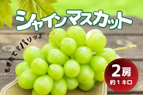 甲州市産シャインマスカット2房 約1kg 瑞々しい美味しさのまま発送します【2024年発送】（VYD）B13-885