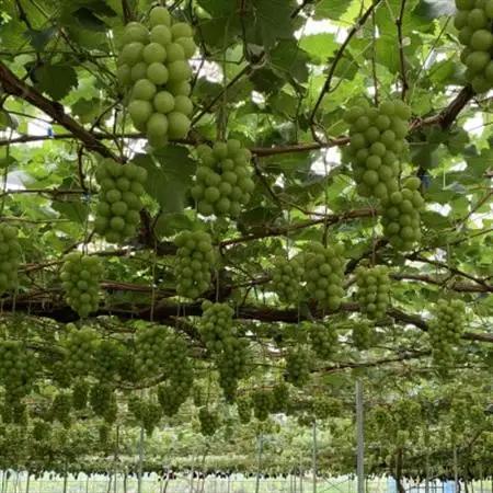 【2026年発送】山梨直送!!シャインマスカット 2～3房(1.2kg以上)【配送不可地域：離島・沖縄県】【1695520】