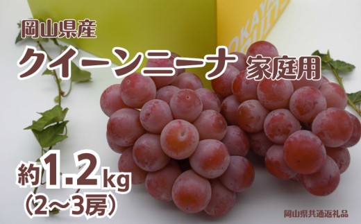 
                  ご家庭用 クイーンニーナ 2～3房 合計約1.2kg 【先行予約 2026年9月中旬から順次発送】
                