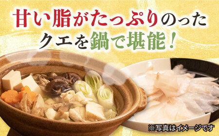 【数量限定】【訳あり】天然クエ鍋セット 切り身約300g しゃぶしゃぶ用約200g ＜大瀬戸町漁業協同組合＞ [CAR006]