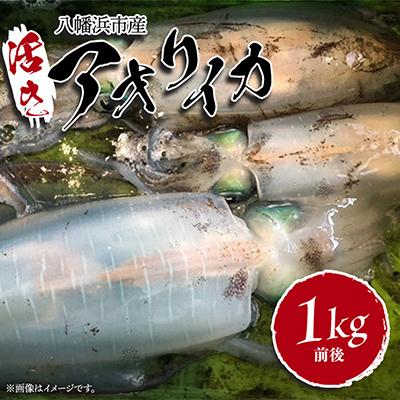 ふるさと納税 八幡浜市 竹中水産のアオリイカ1kg前後!(±100g)【D22-274】