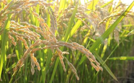 【2024年10月下旬より順次発送】特別栽培米　ゆめぴりか　白米10kg  ｜ ゆめぴりか ゆめぴりか ゆめぴりか ゆめぴりか ゆめぴりか _00438