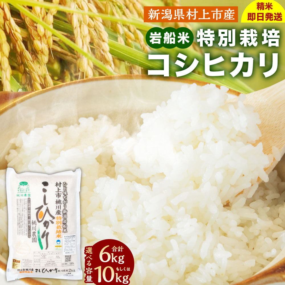 【ふるさと納税】【令和8年産米】【精米即日発送】新潟県 村上市 桃川産 特別栽培 コシヒカリ 【選べる容量】 合計 6kg もしくは 10kg 米 精米 白米 ご飯 ごはん A4209 AB4038