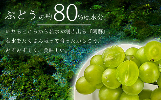 【予約】【山部ぶどう】シャインマスカット 3～4房(約2kg) 希少 ぶどう 新鮮 期間限定 皮ごと ブドウお取り寄せ 熊本県 阿蘇市