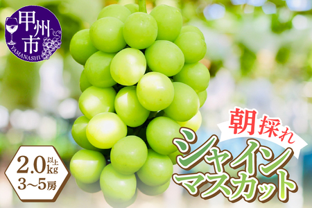 感謝を込めて最高の朝採りシャインマスカットをお贈りします！2.0kg以上（3～5房）【2026年発送】（LMS）B18-416【シャインマスカット 葡萄 ぶどう ブドウ 令和8年発送 期間限定 山梨県産 甲州市 フルーツ 果物】