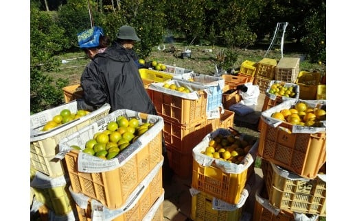 【早期予約】 訳あり ポンカン 4kg ぽんかん 旬 椪柑 時期 訳あり 家庭用  ピールの砂糖漬け 産地直送 果物 フルーツ ジュース ゼリー ジューシー 果汁 みかん 柑橘 くだもの ミカン 果肉