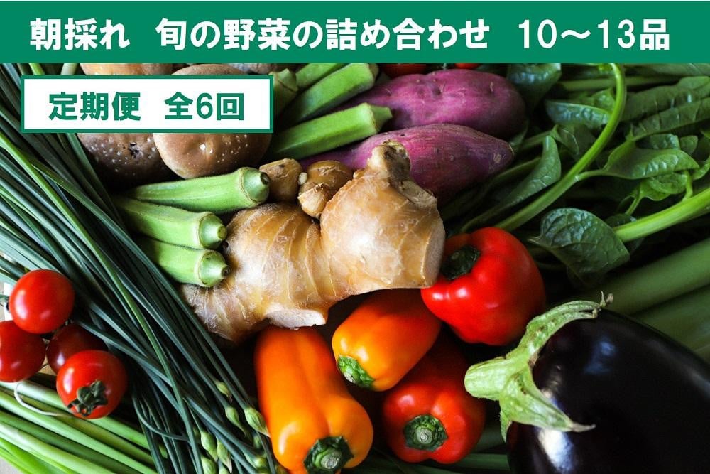 
            【定期便6回】旬の朝採れ土佐野菜詰め合わせ（10～13品目）詰め合わせ 野菜セット 野菜 ギフト やさいセット お取り寄せグルメ 家庭用 旬野菜 新鮮 特産 農薬不要 食材
          