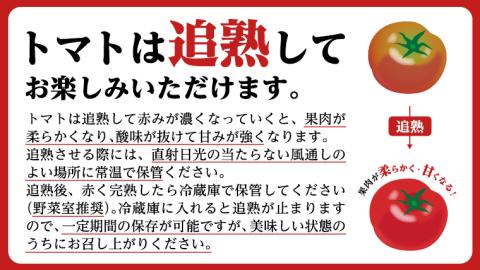 糖度7度以上 訳あり トマト 【 2025年収穫分 先行予約 】 《訳あり》 フルーツトマト大箱 約2.6kg×2箱 糖度7度以上 2025年3月上旬発送開始 とまと 野菜[BC041sa]