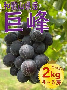 【先行予約】 巨峰 4～6房 2kg  2025年8月下旬発送開始  朝採れ 新鮮 減農薬 和歌山県 巨峰村 農園直送