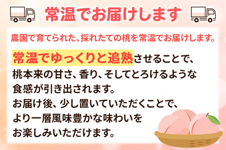 9月上旬より発送 季節の黄色い桃 約2kg（黄貴妃）