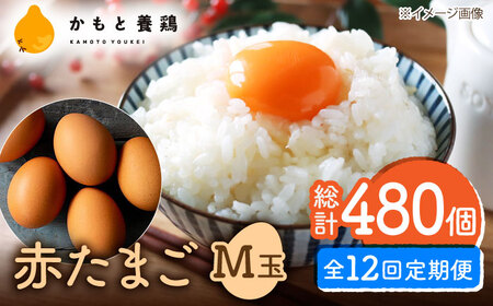 【全12回定期便】 【化粧箱入り】赤たまご M玉 40個 (37個＋割れ保証3個)【株式会社 かもと養鶏】タマゴ 玉子 熊本県 卵 国産 新鮮 濃厚 化粧箱    [ZCA005]