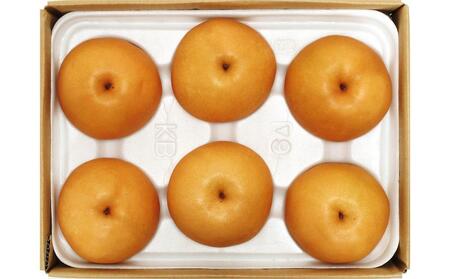 【定期便2回】シャインマスカット 2房 約1.2kg（9月発送）・ 新高梨 4～6玉 約3kg（10月発送）【定期便 シャインマスカット マスカット 葡萄 ぶどう ブドウ 新高梨 梨 なし ナシ 果物
