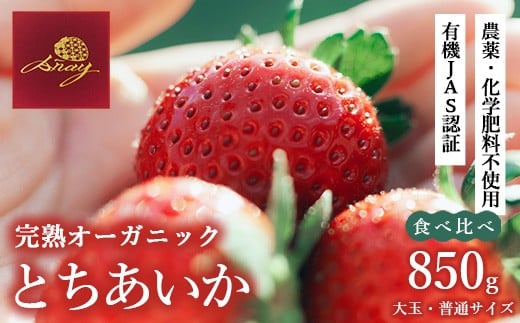 
            完熟オーガニックとちあいか 大玉・普通サイズ食べ比べ ※2025年12月中旬～2026年4月中旬頃に順次発送予定
          