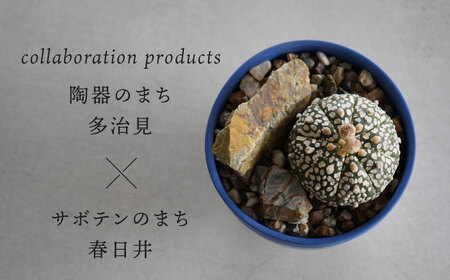 多治見市×春日井市コラボ 【美濃焼】 陶芸家「北川和喜」 碗型植木鉢 S× 【日本有数のサボテンの生産地】 春日井市の名店 後藤サボテン 【井澤コーポレーション】[TBP177]