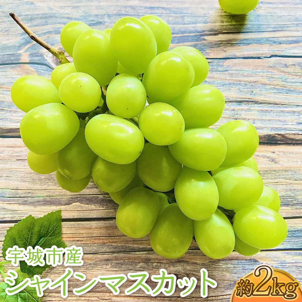 【ふるさと納税】 シャインマスカット 約1.8kg ※2房〜5房 マスカット ぶどう 葡萄 冷蔵 熊本県産 国産 送料無料 フレッシュダイレクト【2026年7月下旬〜8月下旬頃発送予定】