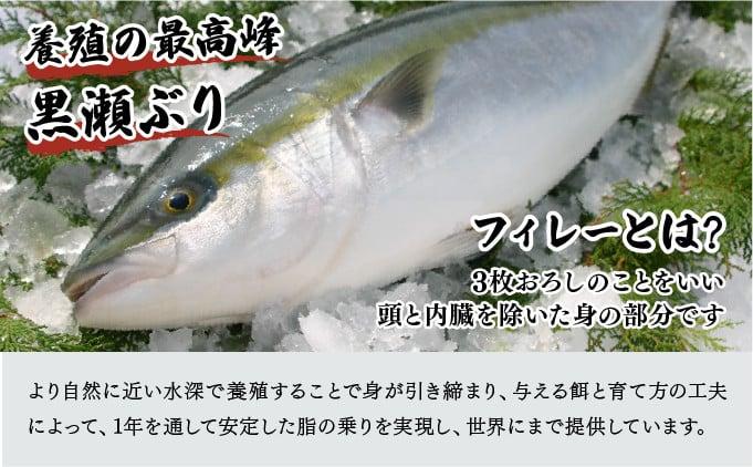 KRBF15-2601 <2026年1月配送>活じめ!黒瀬ぶりの生鮮ブリフィレー 1.5kg前後