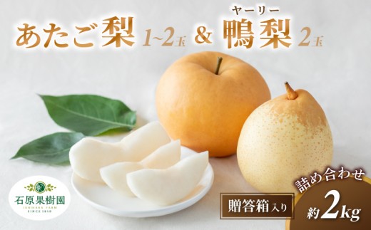梨 詰め合わせ あたご梨1～2玉 ヤーリー梨2玉 計2kg 贈答箱 赤秀 岡山県産 | 愛宕梨 ヤーリー梨 鴨梨 梨 特選品 上級品 贈り物 御歳暮 果物 くだもの フルーツ 石原果樹園 【ishk022-01】