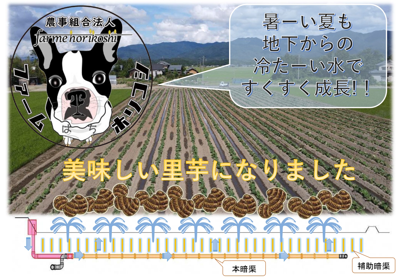 阿賀野市産 さといも 「ファームホリコシ皮付き里芋」 サイズ混合 5kg 3H02013