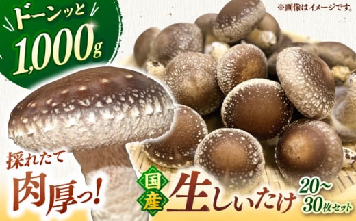 【年内発送】【お歳暮対象】生しいたけ 1kg　▼生シイタケ 生椎茸 しいたけ 椎茸 シイタケ 国産 福岡 冷蔵 桂川町/オドラ株式会社 [ADBA014]