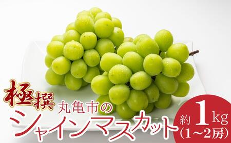 極撰！丸亀市のシャインマスカット　約1kg（1～2房）