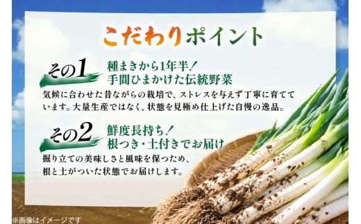 ねぎ 訳あり 越津ねぎ 約3kg 根付き 土付き [江南北ファーム 愛知県 江南市ko23btu430003] 野菜 ネギ トロっと すきやき 長ねぎ 白ねぎ 越津ネギ 産地直送 3kg 農家直送